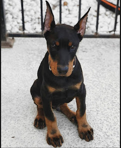 Fotografía de Clínica veterinaria doberman ️ Perro