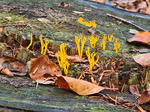Het Fonteinbos - Stern - Thumbnail