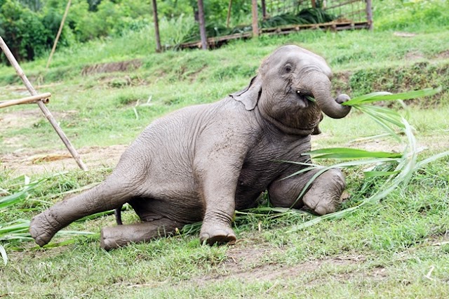Lanna Kingdom Elephant Sanctuary