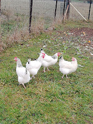 Photo n°5 de Gîte de l'ancienne ferme à Wingersheim les Quatre Bans (Lodge)