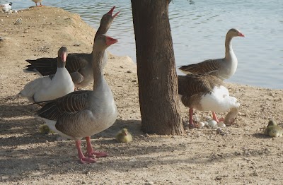 Photos of Al Qudra Lakes