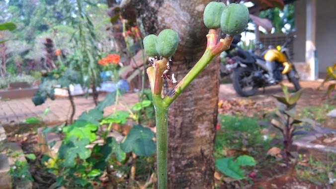 TPU Pondok Ranji, Author: Abdul Rasyid