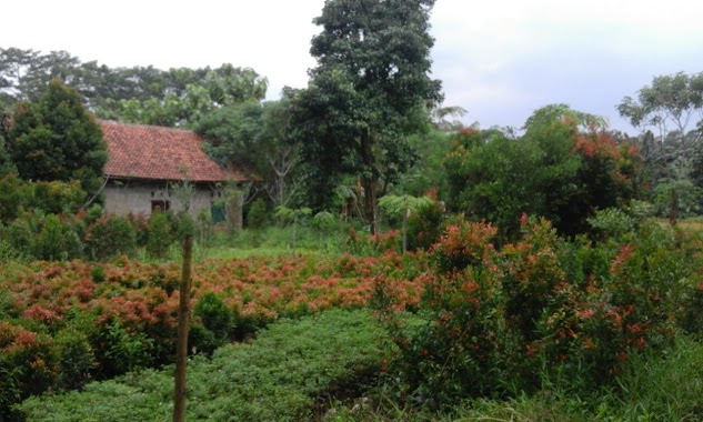 Pusat Budidaya Pucuk Merah Pengasinan Bpk. Sada, Author: Elok Taman '88'