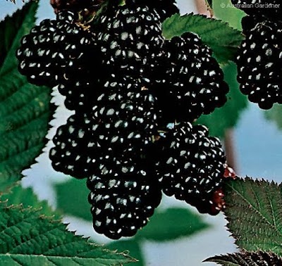 Photos of باغ گیلاس