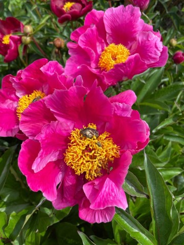 Photo de Dream Garden - Jardinier, Paysagiste - Création & Entretien à Santeny (94440)