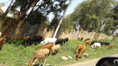 Photos of Kenya Society for the Protection & Care of Animals