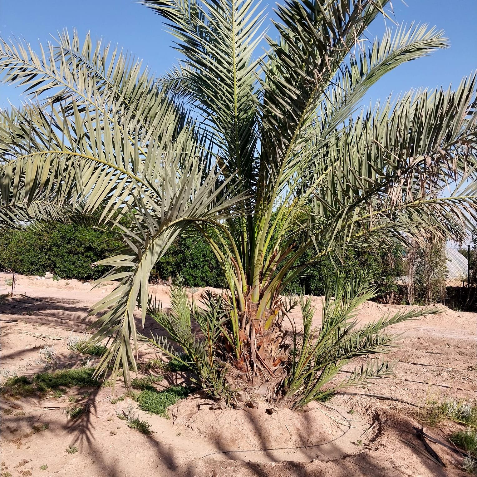 مزرعة المعيلي - صورة 2