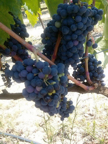 Tzikas' Family Winery - Κάβα