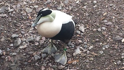 Photos of Suhl Zoo