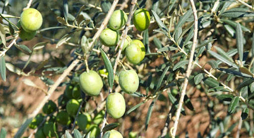 Cinque Colli - Visual