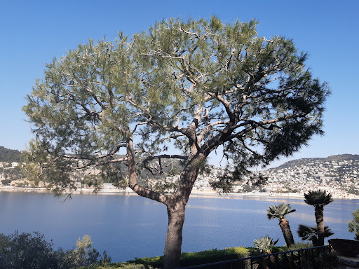 Photo de Roque Paysage Elagage - Entretien - Débroussaillage à Castagniers (06670)