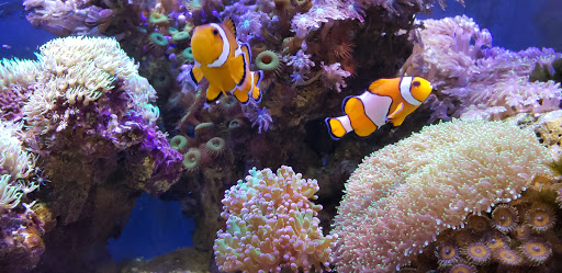 Acuario Splas'h