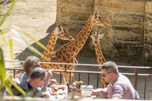 Photo n°47 de Le Camp Des Girafes à Doué-en-Anjou (Restaurant)