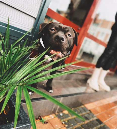 Edu'canin - Comportementaliste & éducateur canin - Thumbnail