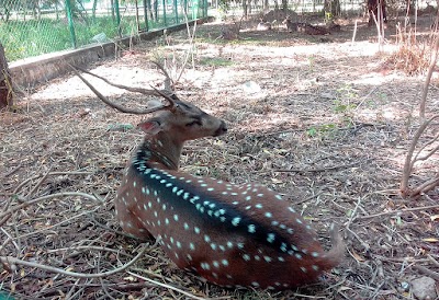 Photos of Gajaba Zoo