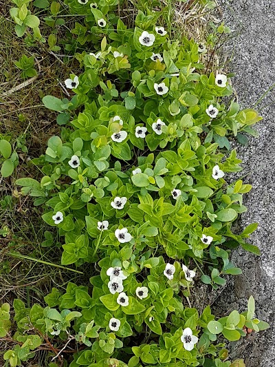 Photos of Fjogstadnuten
