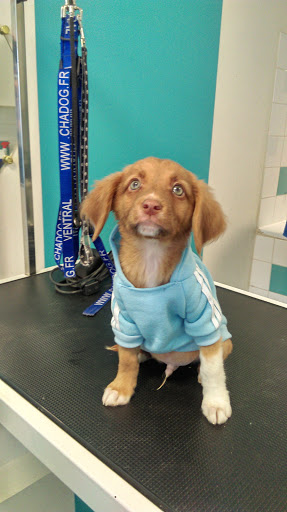 Les Chiens Chic De Raphaēlla - Thumbnail