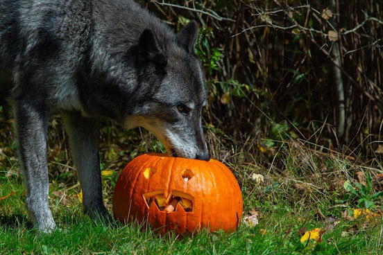 Wolf Mountain Nature Center by null