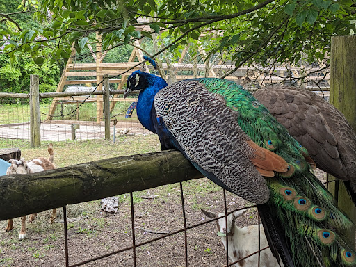 Cohanzick Zoo - Thumbnail