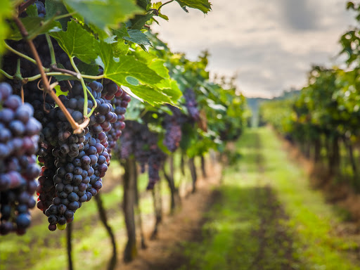 Cominter Wine Srl - Visual