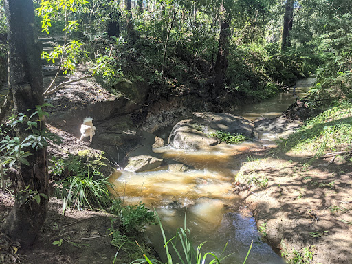 Rapanea Community Forest - Thumbnail