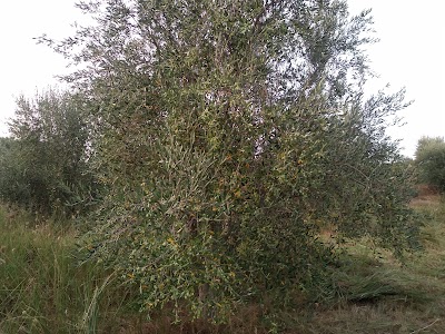 Gorishova Olives