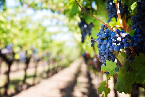 Your Winery Experience - Thumbnail
