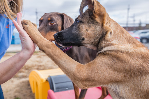 Central Pet Care - Thumbnail