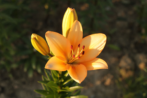 Blumenfeld beim Wasserturm - Thumbnail