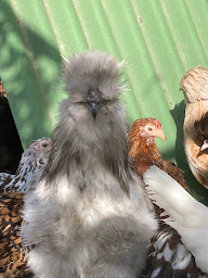 Photo n°9 de Poules and Coqs à Draguignan (Élevage de volailles)