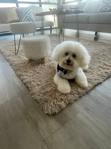 Pup Culture Pet Spaw Gallery - United States