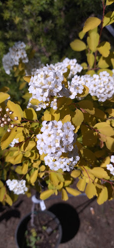 Kiss Díszfaiskola - Kertészkedő