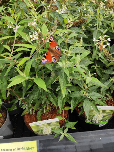 Verwer Plant - Thumbnail