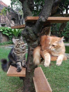 Kanazri Cat House, Author: Hyder Alie