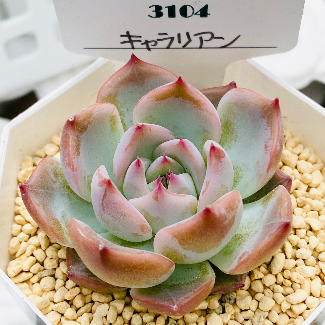 Succulent Shop 3104 多肉植物販売