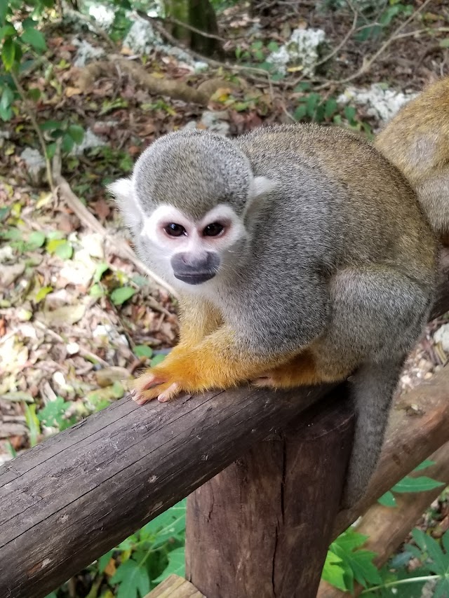 Monkey Jungle Dominican Republic