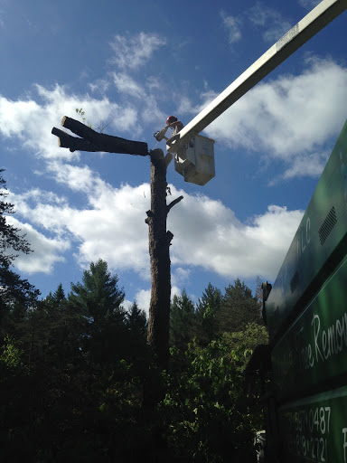 Dodd's Tree Removal - Thumbnail