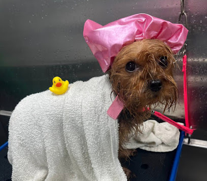 Kontota Grooming of Little Elm