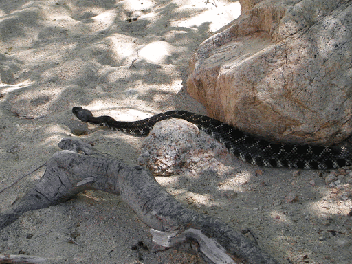 Diamondback Spring - Visual