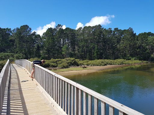 Opoutere Beach Public Park. - Thumbnail