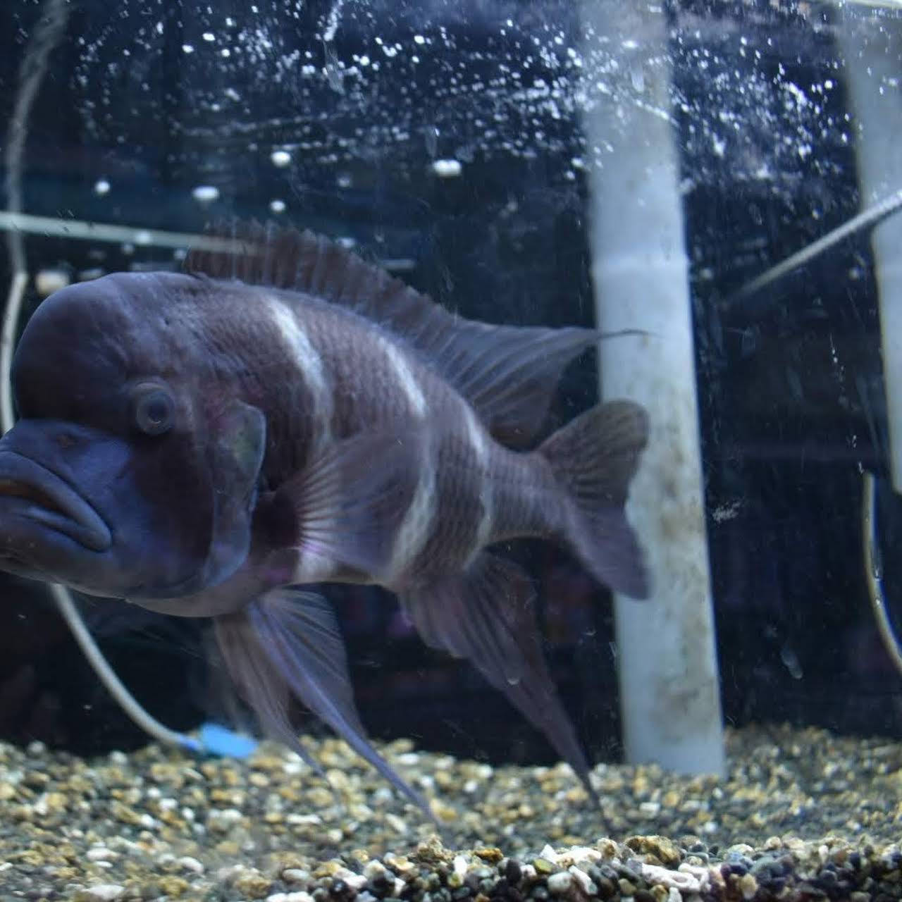 保田観魚園 熱帯魚 海水魚 金魚 コイ 水草 観賞魚 伊賀 観賞魚 熱帯魚