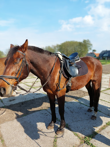 Reiten-Prerow - Thumbnail
