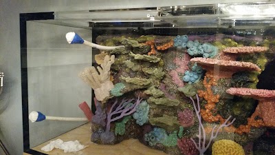 Dream Marine Aquarium Services