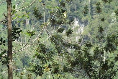 Photos of Sendero de Interpretaci&oacute;n del Bosque de R&iacute;o Puelo