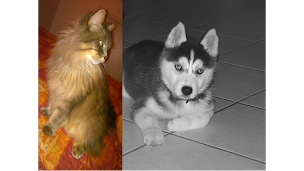 Photo n°2 de Allotoutou29 à Dinéault (Vétérinaire)