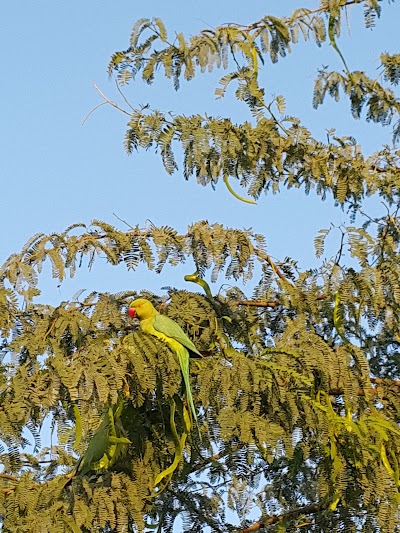 Photos of Community Park