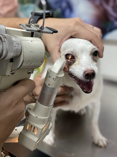 Meds For Pets Sucursal Escobedo