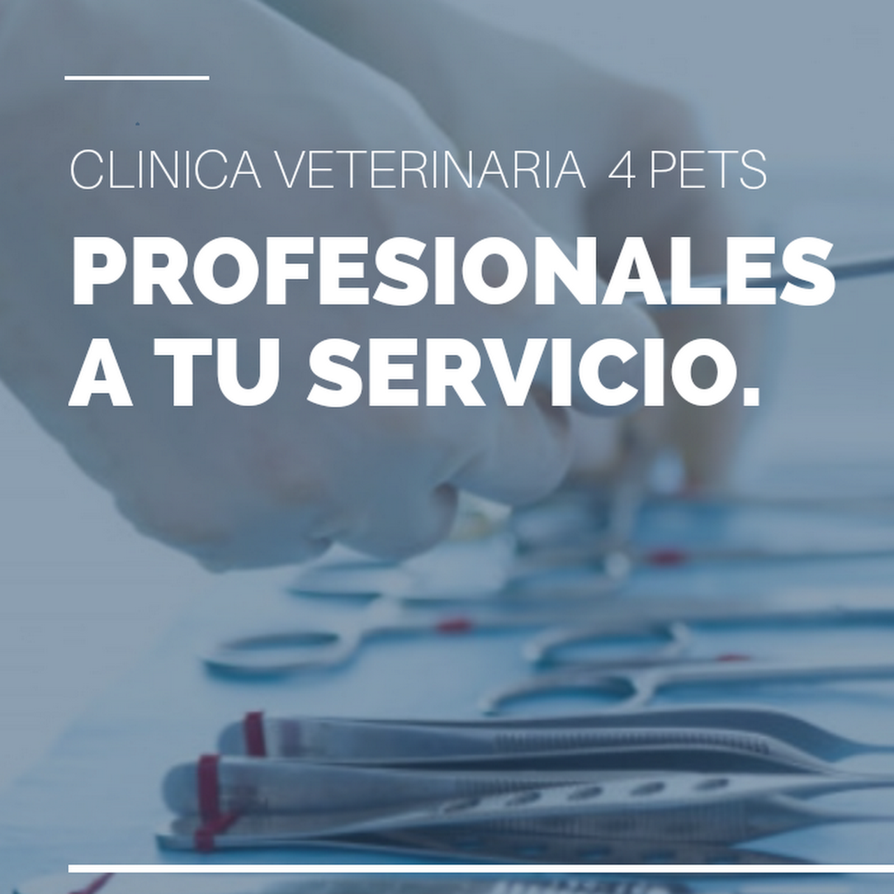 veterinaria