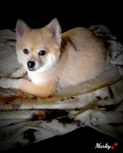 Bark R Boutique - Thumbnail