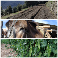 Orte di a Verdese à Verdèse